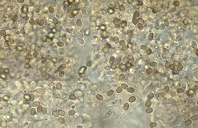 Gyrodon lividus spory Gyrodon lividus výtrusy